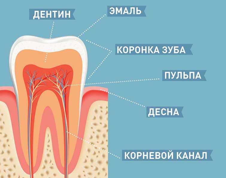 Твердые ткани зуба