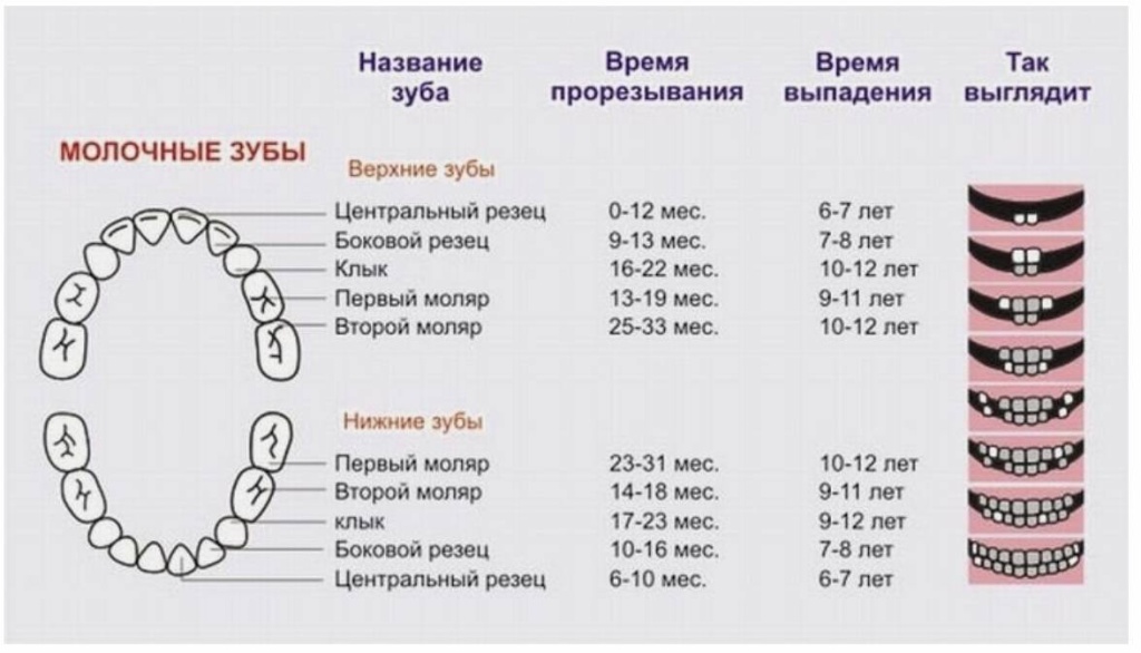 Процесс замены молочных зубов