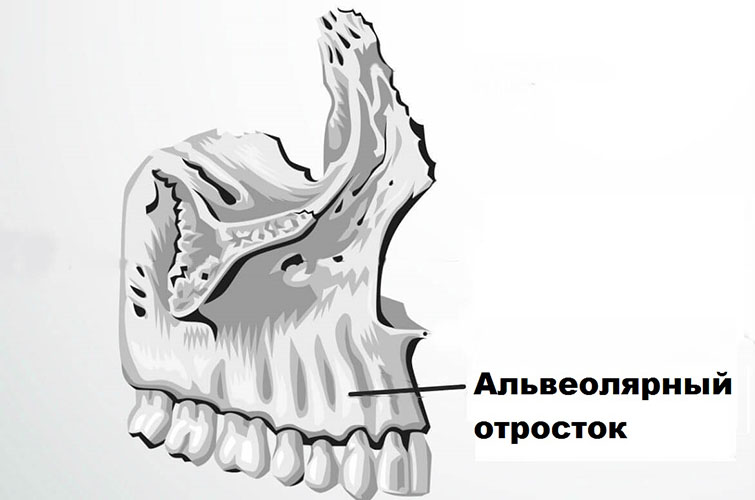 Строение альвеолы зуба и ее функции