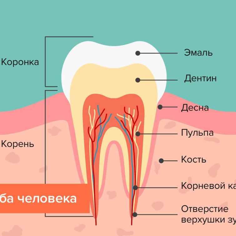 Строение зуба