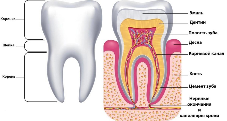 Анатомическое строение зуба