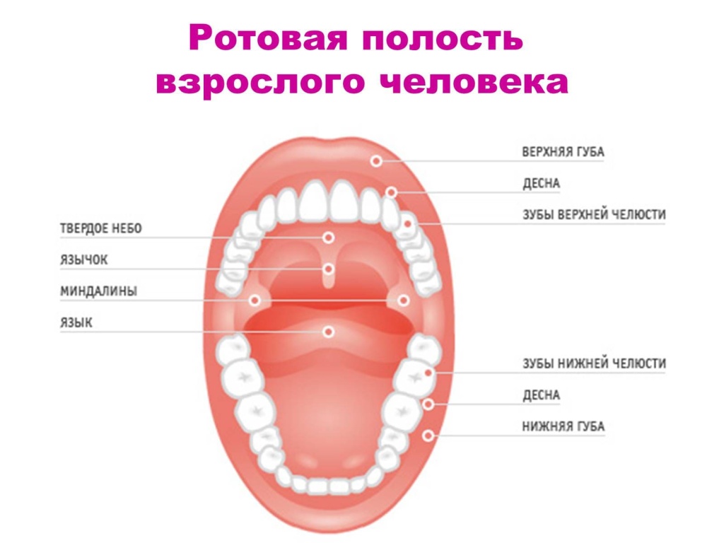 Строение ротовой полости