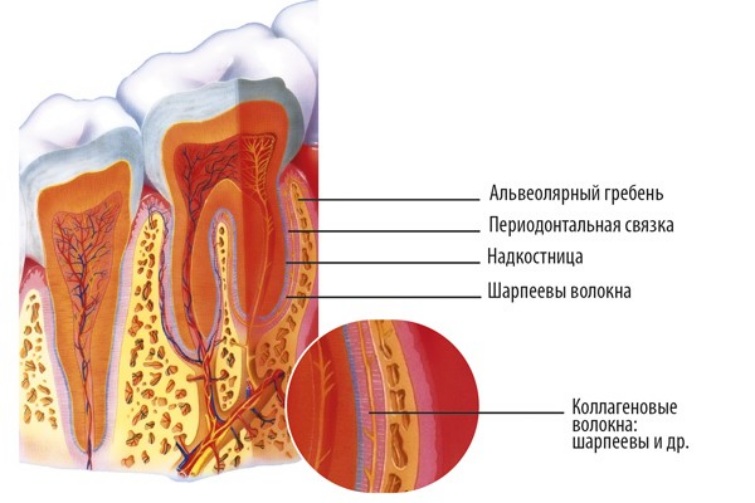 Анатомия десны