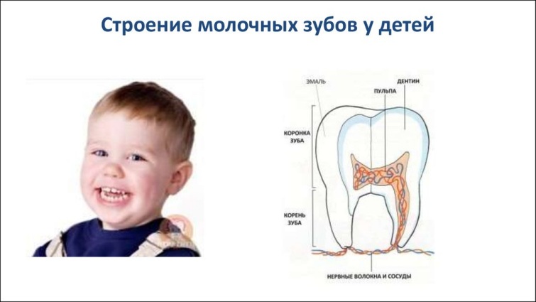 Строение молочных зубов