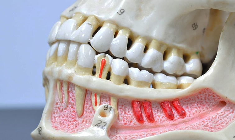 Расположение зубов